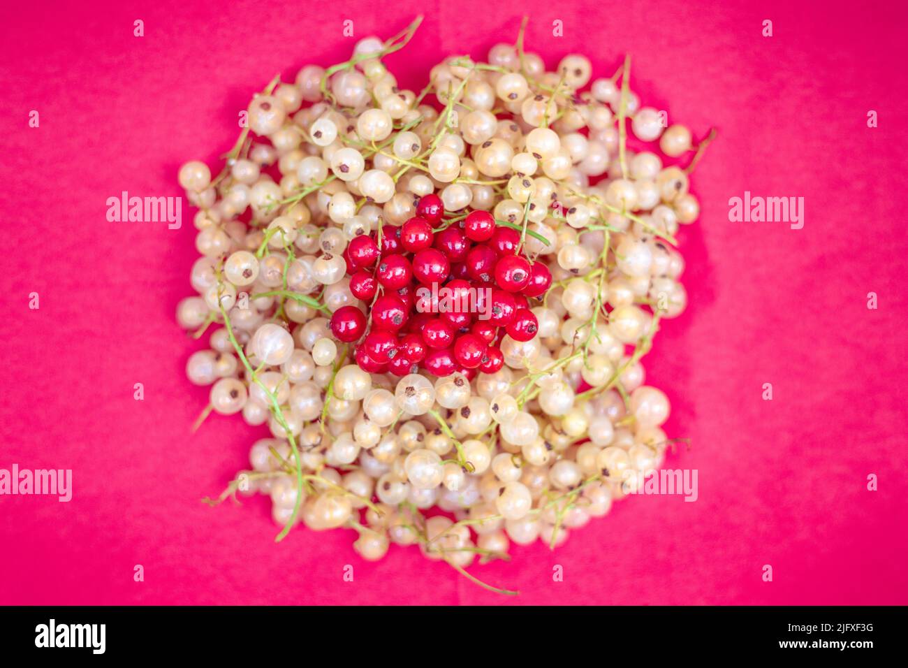 Ribes giallo e rosso su sfondo rosa Foto Stock