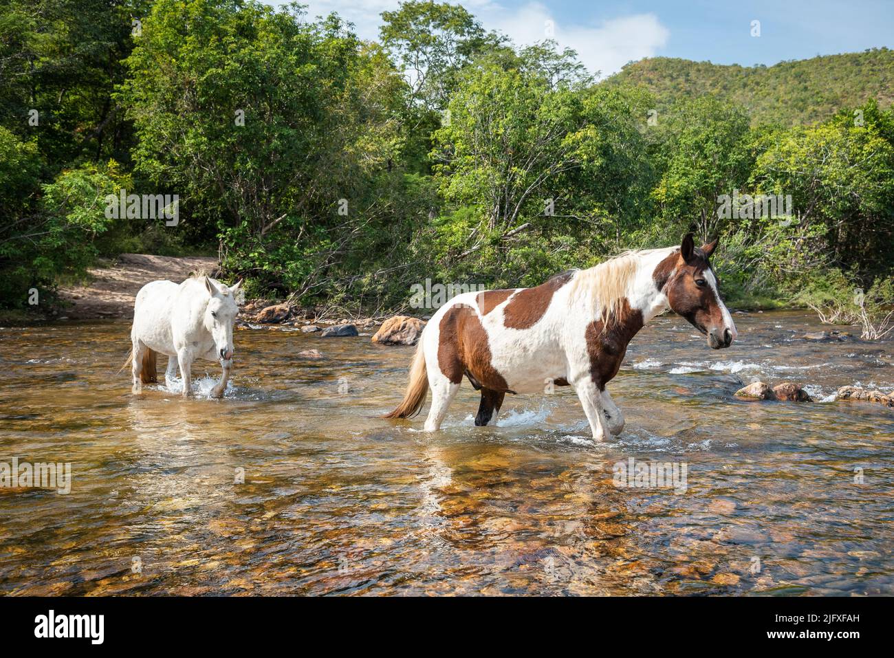 Splendida vista su un paio di cavalli sul fiume selvaggio cerrado Foto Stock