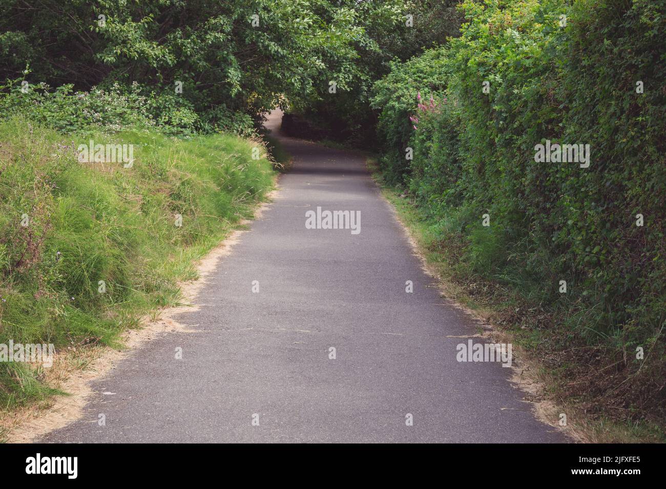 Verde lungo l'Olympic Discovery Trail a Sequim, Washington Foto Stock
