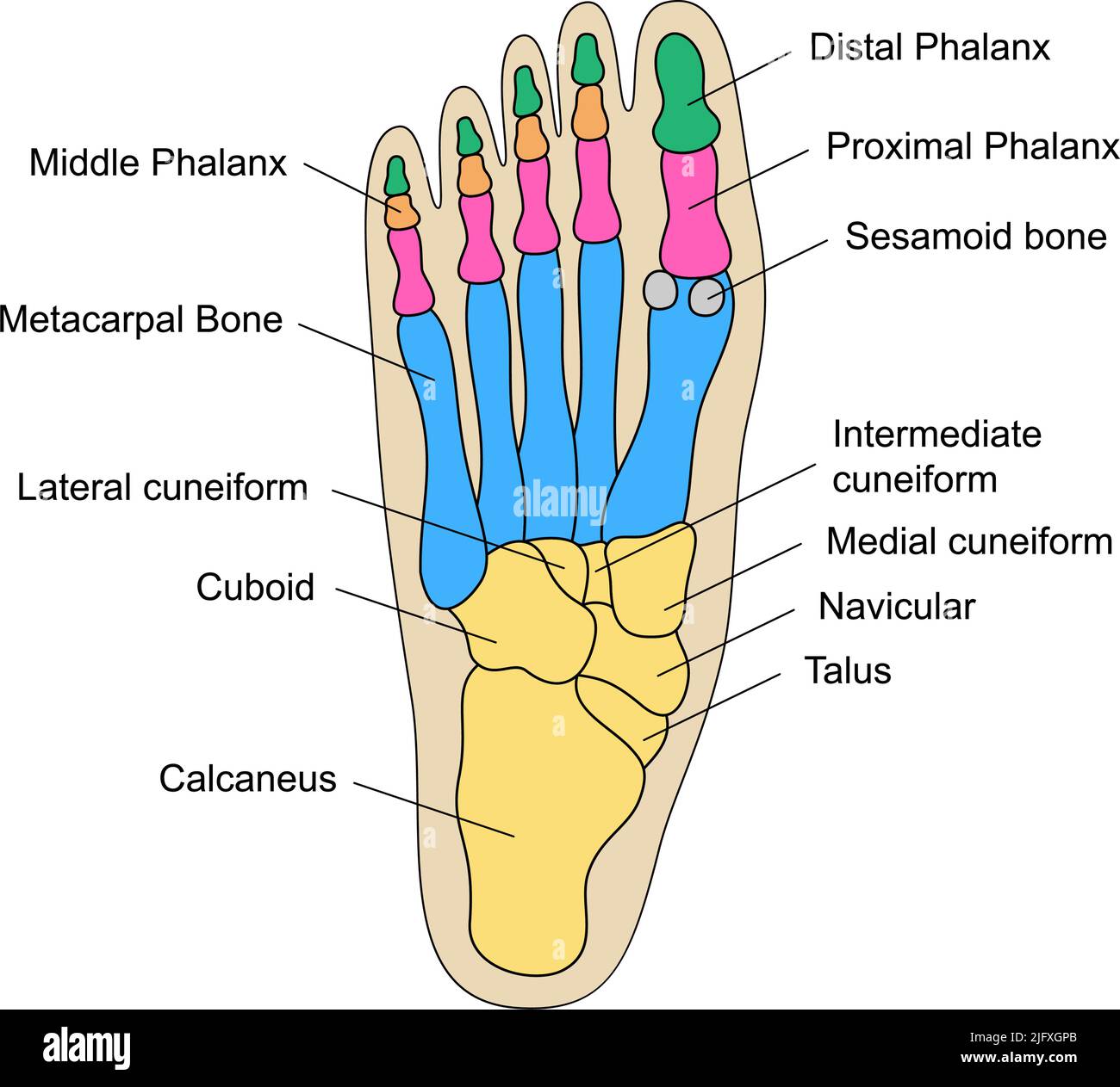 Anatomia delle ossa del piede umano con descrizioni. Diagramma educativo dell'illustrazione interna dell'organo. Calcaneus, tarsali, navicular, cuboid parti del piede. Illustrazione Vettoriale