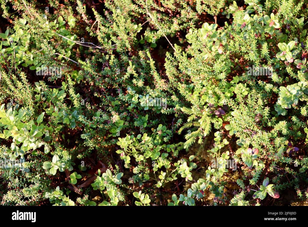 Bassa vegetazione verde sulle rocce a Uukuniemi nella Finlandia orientale nel giugno 2022 Foto Stock
