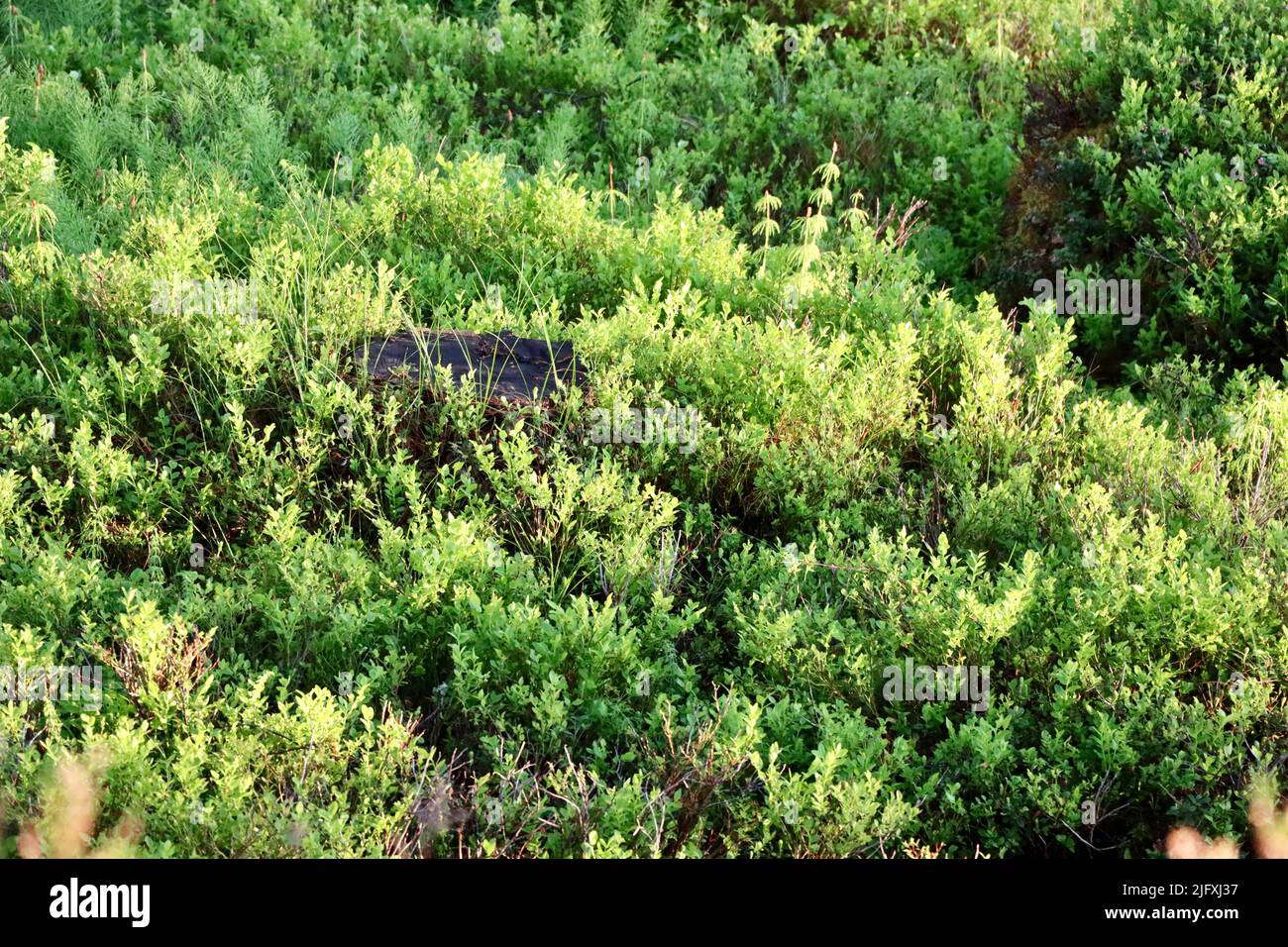 Bassa vegetazione verde sulle rocce a Uukuniemi nella Finlandia orientale nel giugno 2022 Foto Stock