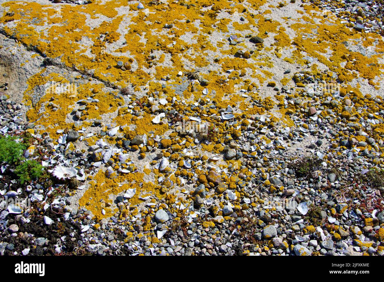 Rockside coperto di muschio giallo su un'isola nell'arcipelago di Fjällbacka nel giugno 2022 Foto Stock