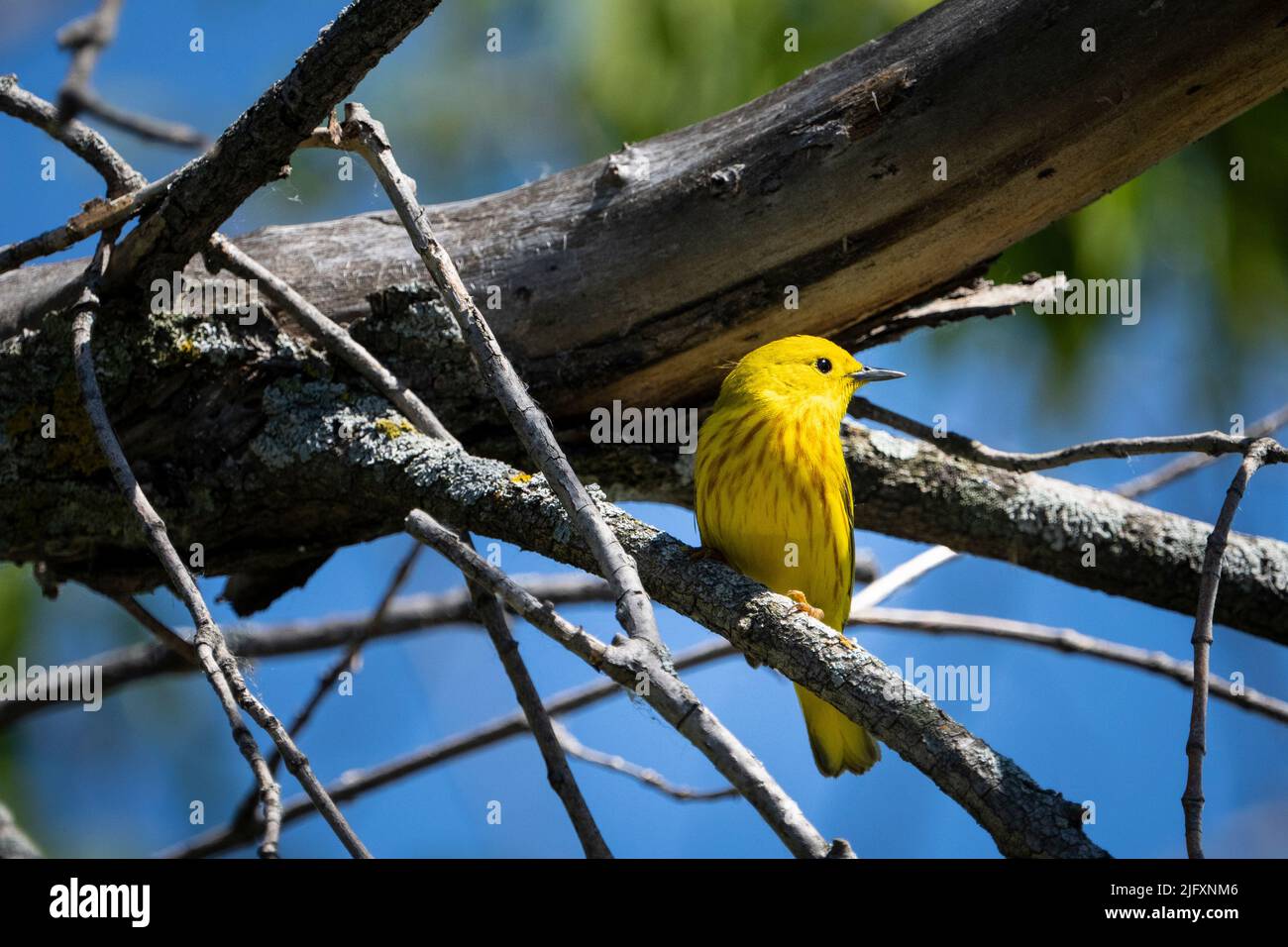 Guerriera giallo arroccato in un albero e firma in un parco Foto Stock
