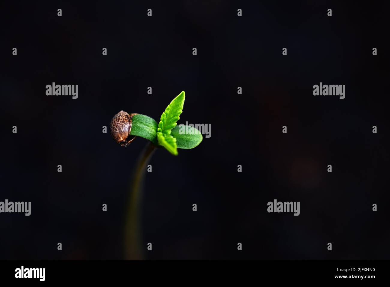 Piantine di cannabis su vaso nero per piantare , close up semi di Sprout Cannabis , canapa poco , Marijuana pianta albero piccolo THC CBD Foto Stock
