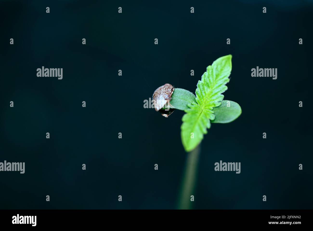 Piantine di cannabis su vaso nero per piantare , close up semi di Sprout Cannabis , canapa poco , Marijuana pianta albero piccolo THC CBD Foto Stock