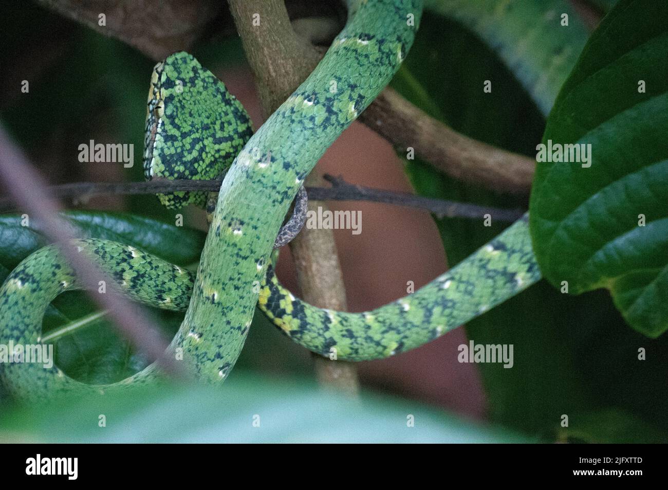 Il Viper Pit di Wagler, Tropidolaemus wagleri, un rettile endemico altamente velenoso, presso la Riserva Naturale Bukit Timah, Singapore Foto Stock