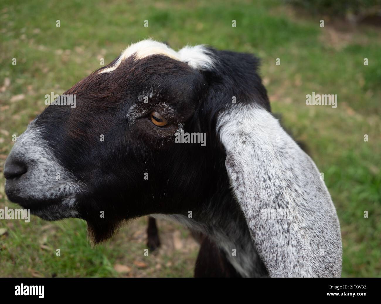 Primo piano della testa di una capra da latte nubiana nera con grandi orecchie bianche. Fotografato con una profondità di campo poco profonda. Foto Stock