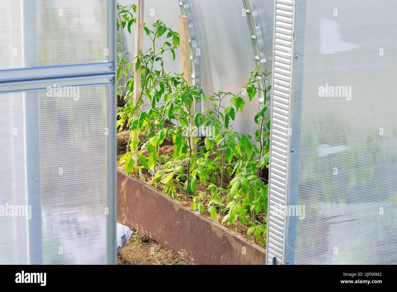 Piantina di pomodoro nel giardino. Tomato coltivando in serra. Foto Stock