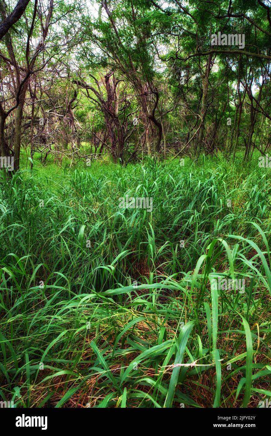 Alberi di larice che crescono in una lussureggiante giungla verde in Hawaii, Stati Uniti. Paesaggio forestale con dettagli ecologici su un campo o in una foresta pluviale. Erba vibrante Foto Stock