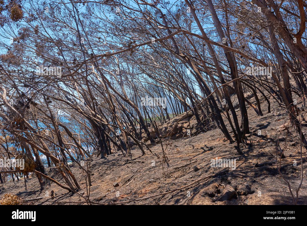 Una foresta bruciata dopo un incendio di cespuglio su Table Mountain, Città del Capo, Sudafrica. Un sacco di pini alti distrutti in un incendio selvaggio. Sotto di bruciatura nera Foto Stock