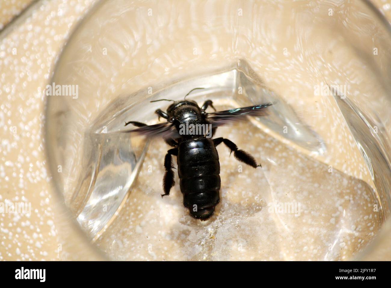 Ape tropicale da carpentiere (Xylocopa latipes) intrappolata in un recipiente di vetro : (pix SShukla) Foto Stock