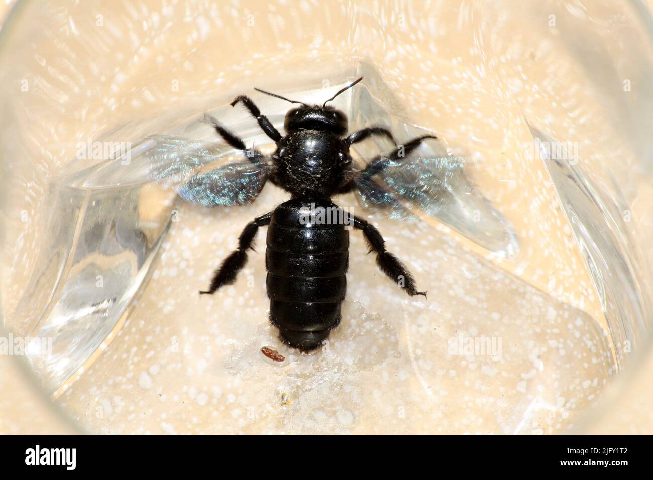 Ape tropicale da carpentiere (Xylocopa latipes) intrappolata in un recipiente di vetro : (pix SShukla) Foto Stock