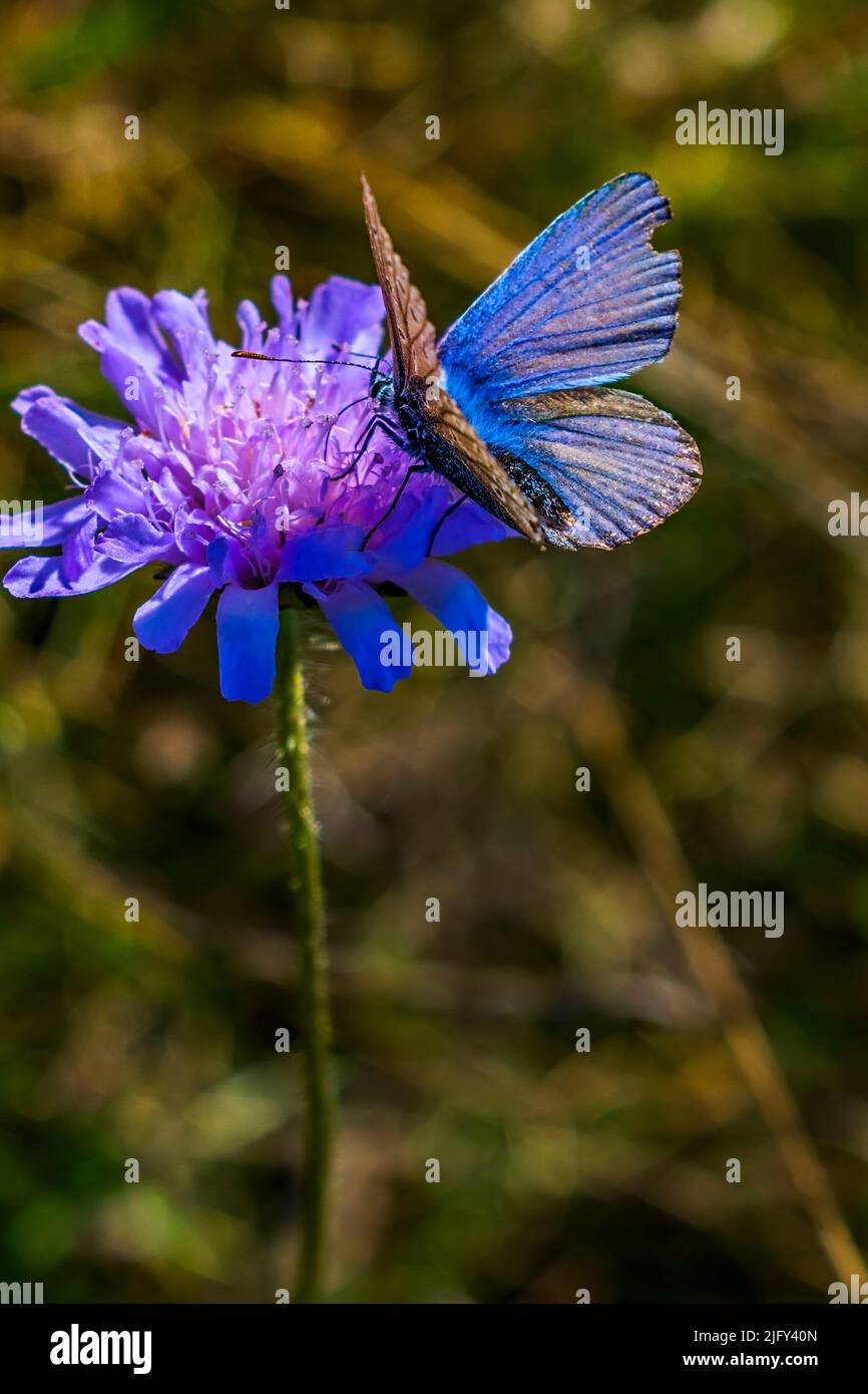 Farfalla sul fiore blu Foto Stock