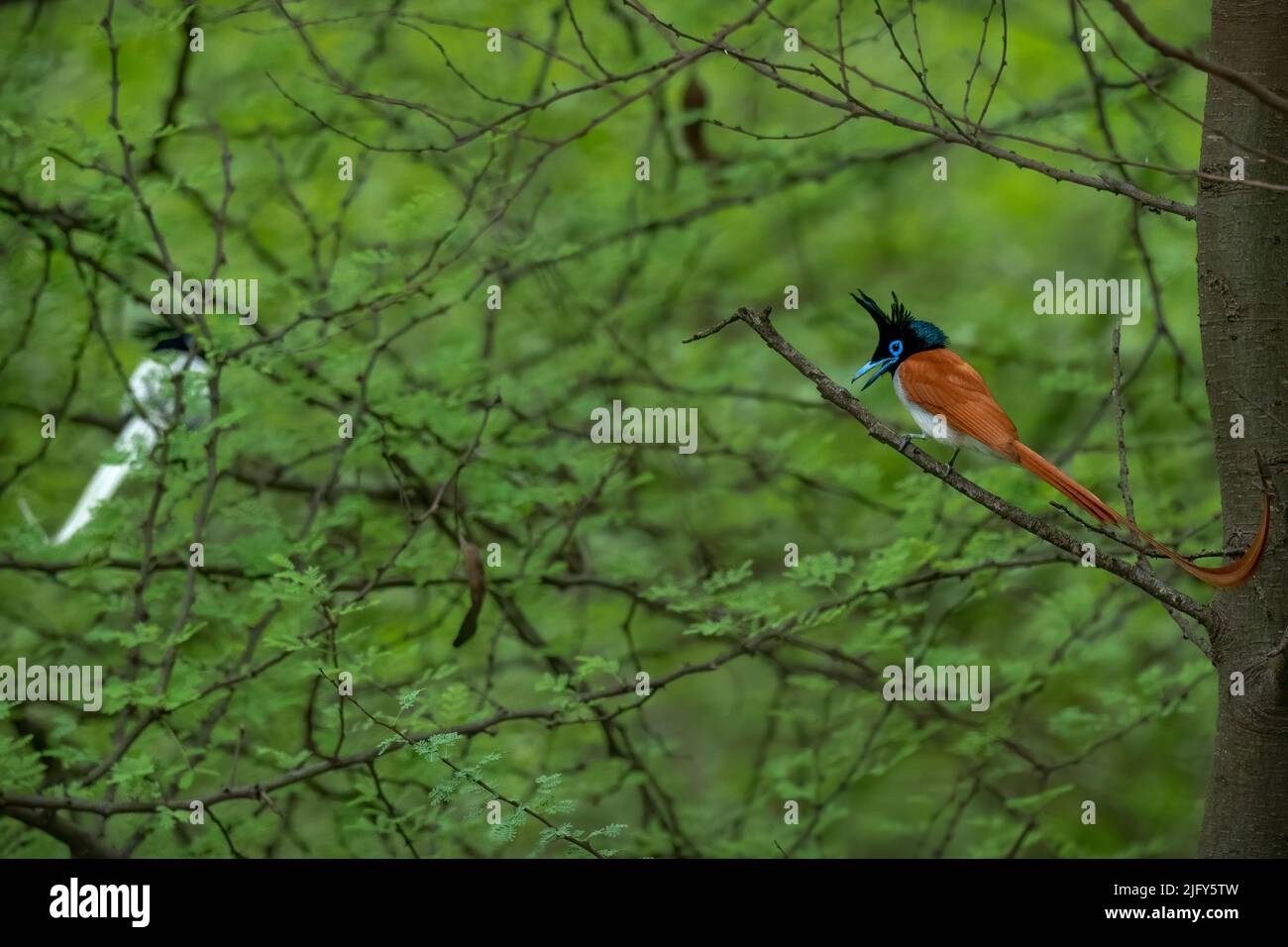 Un paradiso indiano flycatcher in rufous morph arroccato su un ramo di acacia in una foresta verde Foto Stock