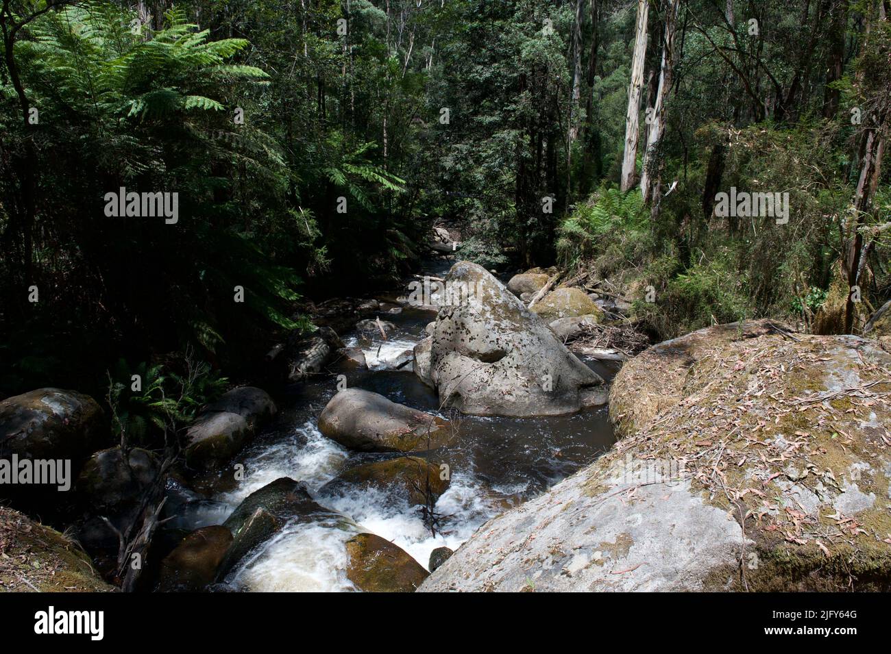 Il fiume Toorongo è un fiume selvaggio di montagna, che attraversa le foreste e le cascate, vicino a Noojee a Gippsland, Victoria, Australia. Foto Stock
