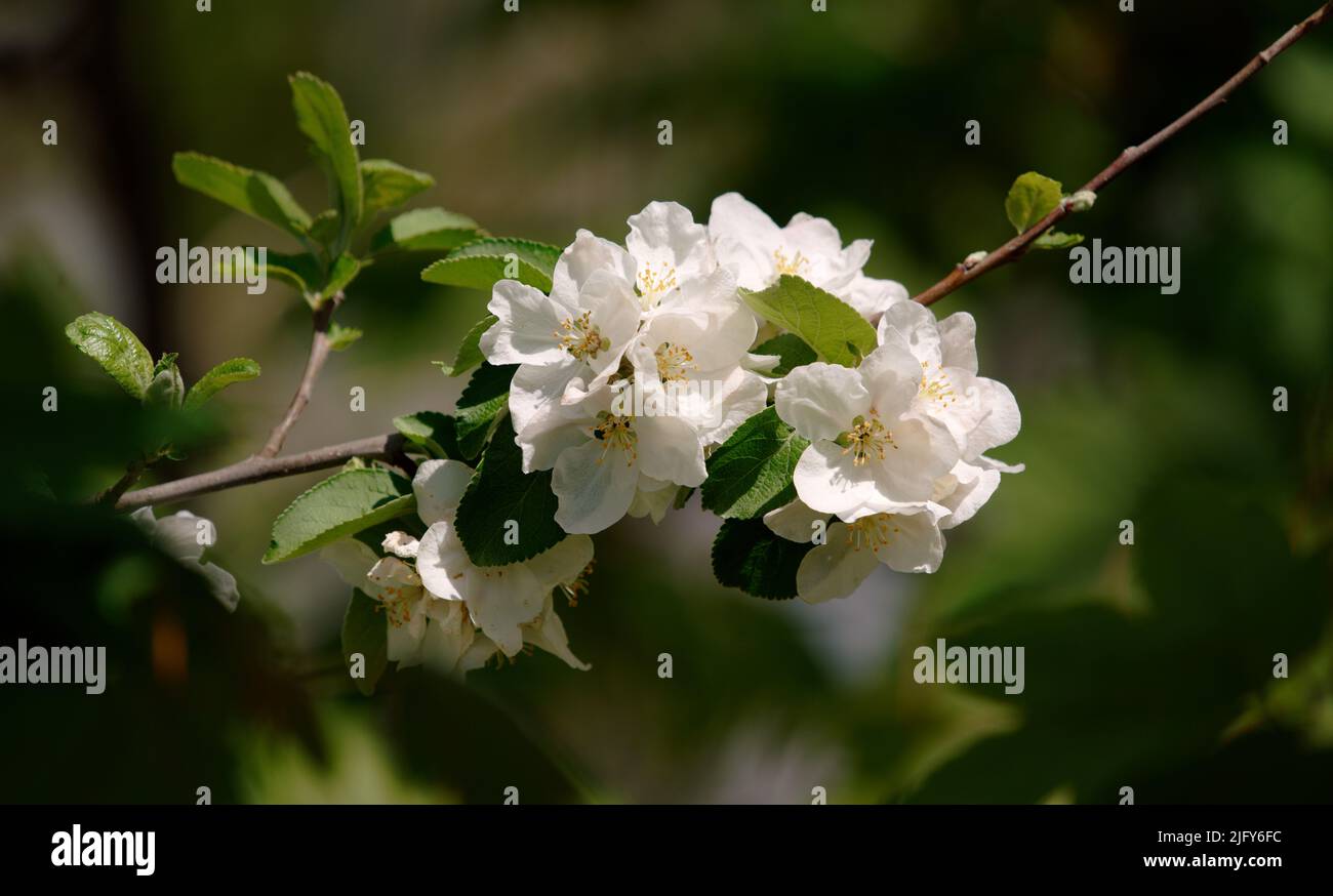 Primo piano di una fioritura di mele Foto Stock