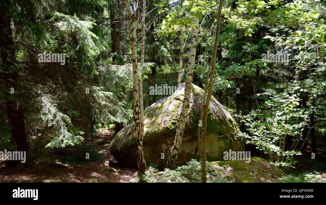 Vista panoramica di una roccia nella foresta Foto Stock