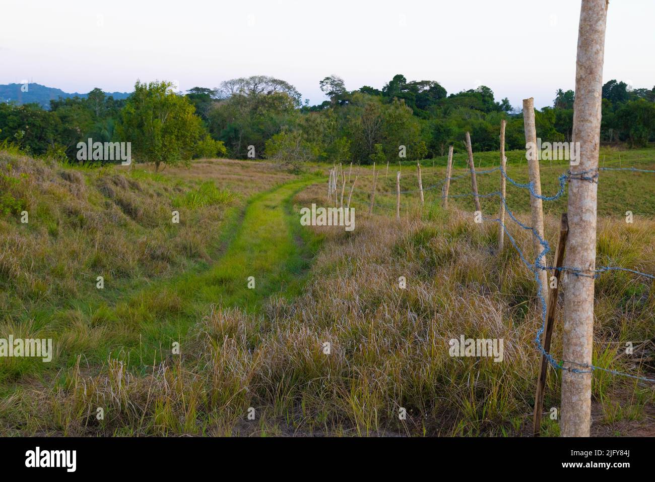 Un bel colpo di lussureggiante pascolo verde con recinzione fatta di pali e filo, e gli alberi sullo sfondo Foto Stock
