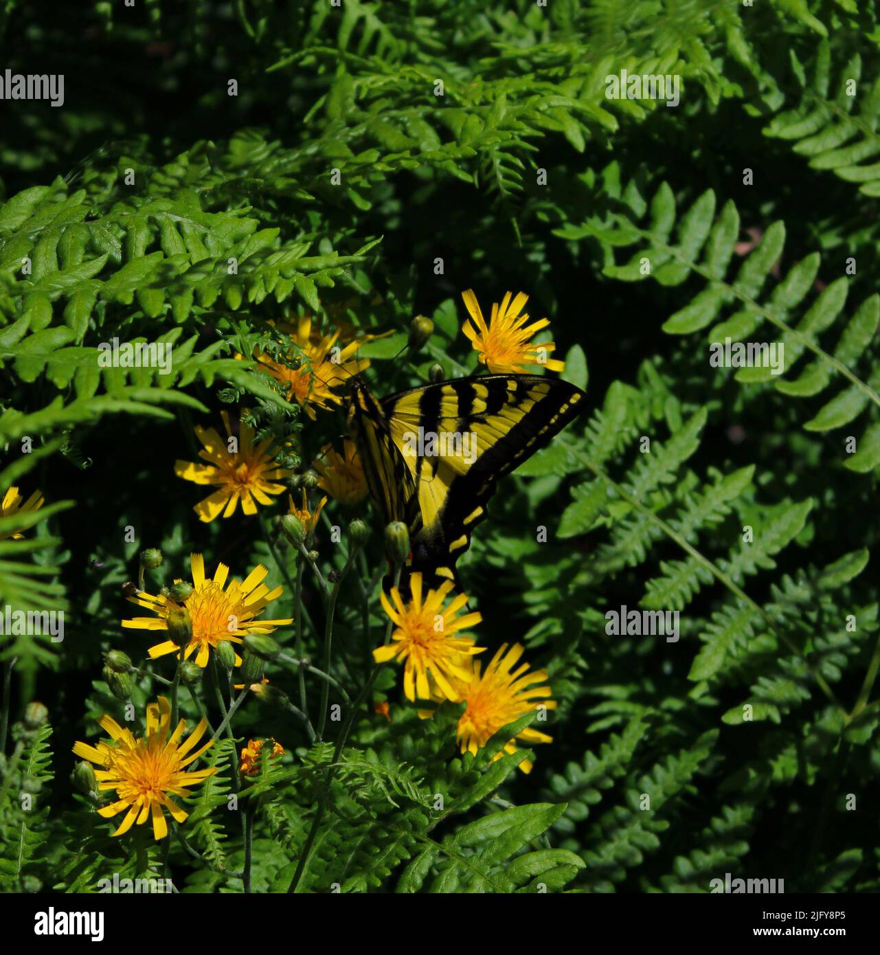 Tiger Swallowtail nello stato di Washington Foto Stock