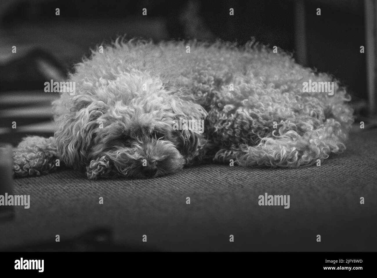 Primo piano di un Wheaten Terrier morbido in scala di grigi Foto Stock