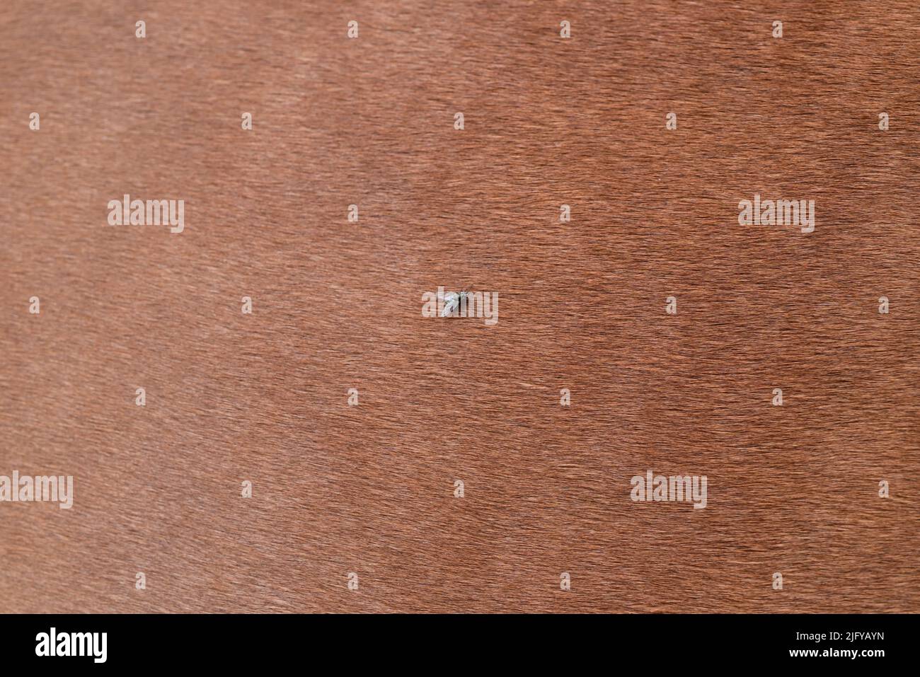 Vola su una pelliccia di cavalli marroni da vicino Foto Stock