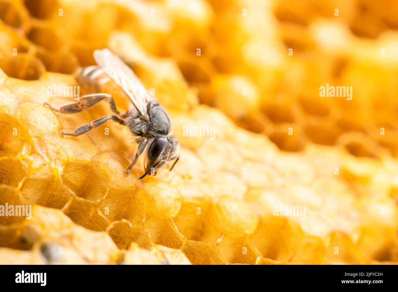 Macro gruppo di api su honeycomb studio sparare. Concetto di cibo o natura Foto Stock