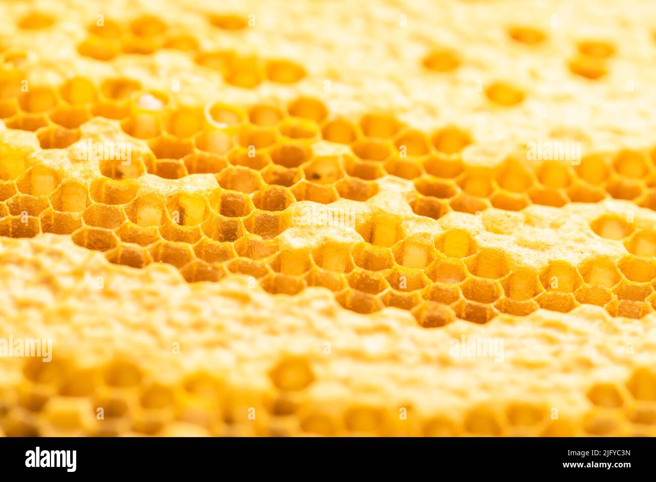 Macro gruppo di api su honeycomb studio sparare. Concetto di cibo o natura Foto Stock