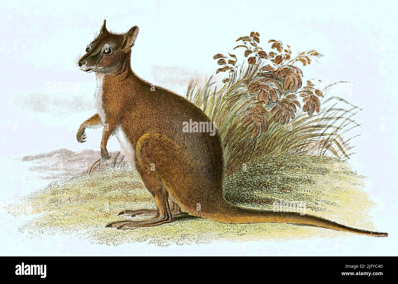 Derbywallaby, auch Tammar- oder Dama-Wallaby genannt, Notamacropus eugenii, ist eine Känguruart / tammar wallaby, Notamacropus eugenii, noto anche come la dama wallaby o darma wallaby, Historiisch, storico, digitale migliorata la riproduzione di un originale dal 19th secolo / restauralerte digitale. 19 Jahrhundert, genaues Originaldatum nicht bekannt, Foto Stock