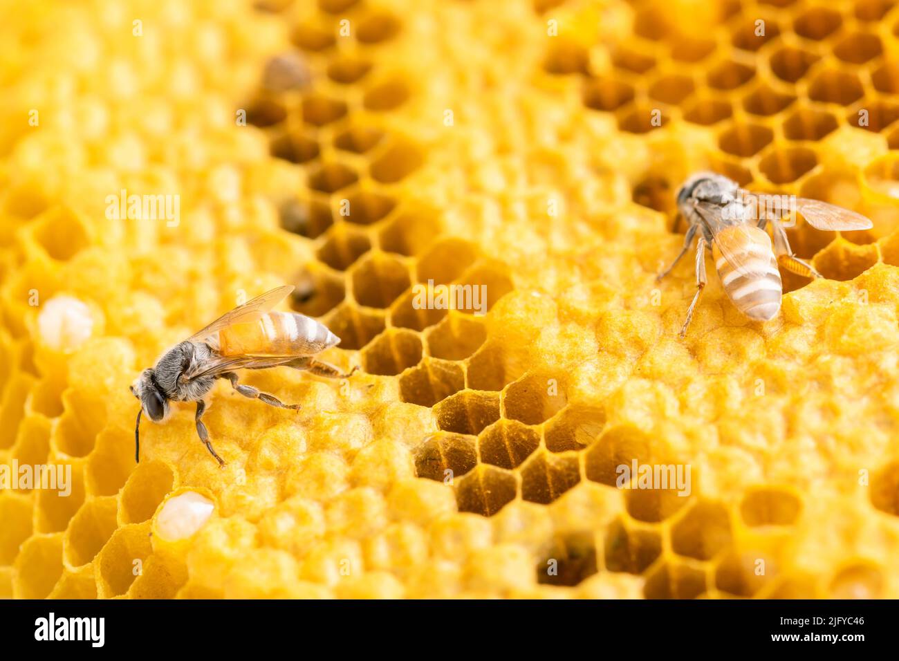 Macro gruppo di api su honeycomb studio sparare. Concetto di cibo o natura Foto Stock