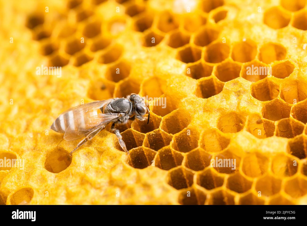 Macro gruppo di api su honeycomb studio sparare. Concetto di cibo o natura Foto Stock