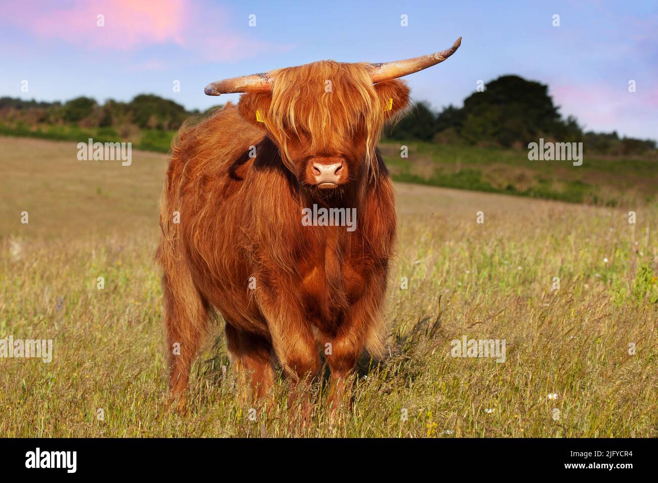 Bella mucca highland dai capelli lunghi guardando la macchina fotografica con un fiore in bocca da vicino in un prato Foto Stock