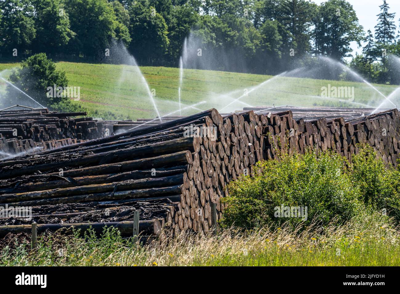 Deposito di legno bagnato di una segheria, legname che è immagazzinato per un periodo più lungo di tempo è spruzzato con acqua così che i ceppi impregnano su acqua e così tengono Foto Stock