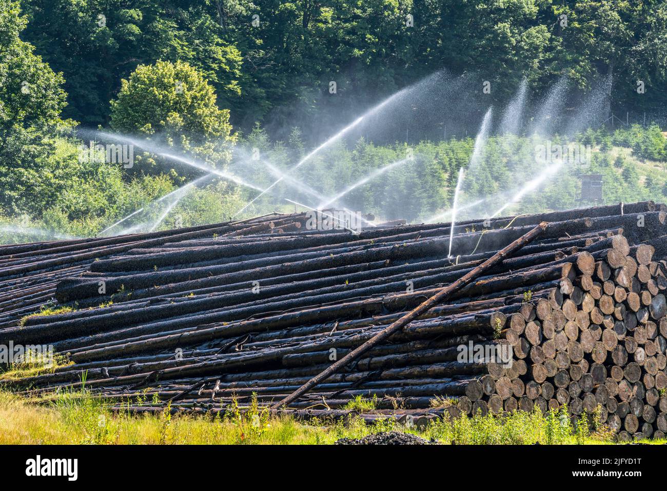 Deposito di legno bagnato di una segheria, legname che è immagazzinato per un periodo più lungo di tempo è spruzzato con acqua così che i ceppi impregnano su acqua e così tengono Foto Stock