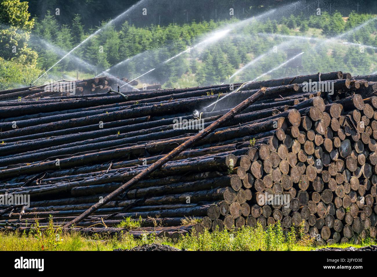 Deposito di legno bagnato di una segheria, legname che è immagazzinato per un periodo più lungo di tempo è spruzzato con acqua così che i ceppi impregnano su acqua e così tengono Foto Stock