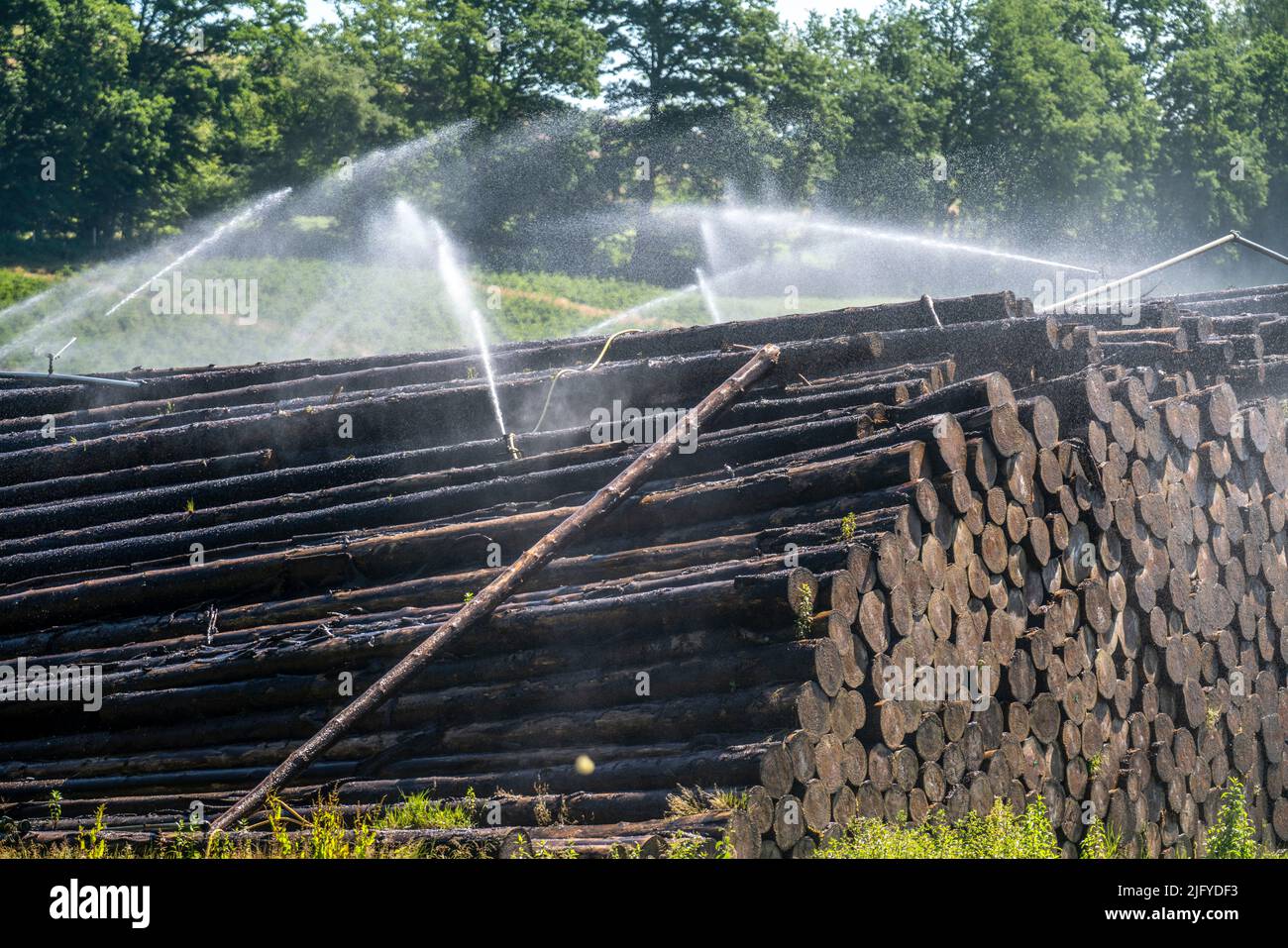 Deposito di legno bagnato di una segheria, legname che è immagazzinato per un periodo più lungo di tempo è spruzzato con acqua così che i ceppi impregnano su acqua e così tengono Foto Stock