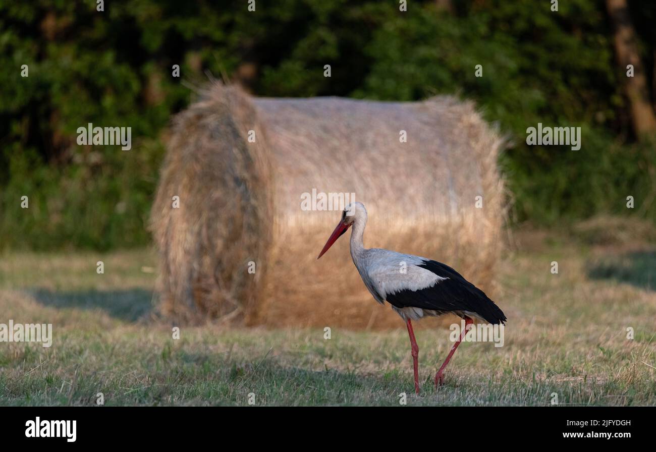 Cicogna nel prato. Il fieno è stato tosato e pressato nelle balle. Cicogna alla ricerca di cibo nel prato. Una vista rurale. Foto Stock