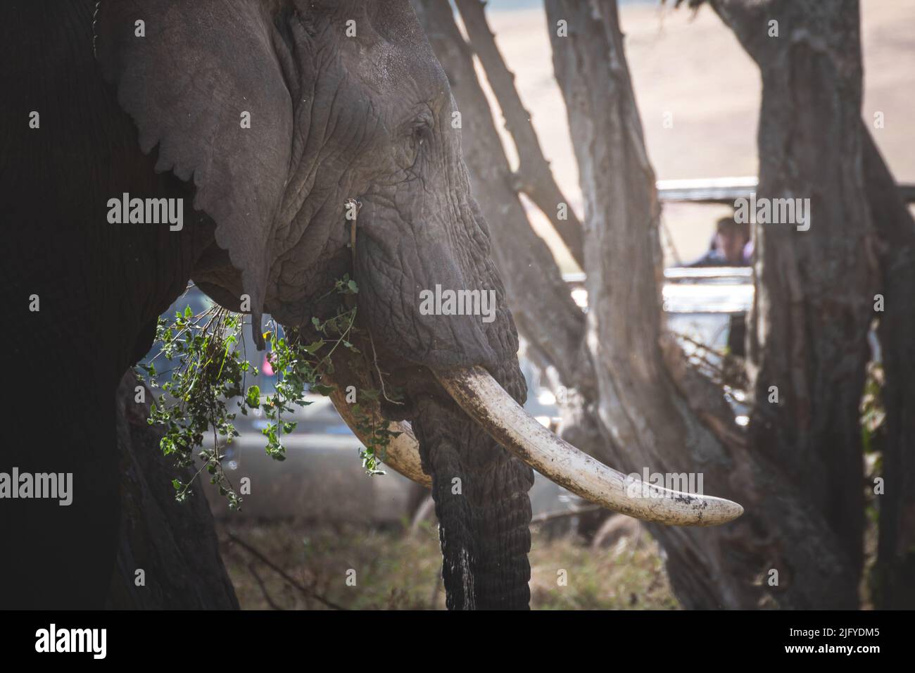 Close -up isolato grande elefante maschio adulto (Elephantidae) nella zona di conservazione delle praterie del cratere di Ngorongoro. Concetto di safari naturalistico. Tanzania. AF Foto Stock
