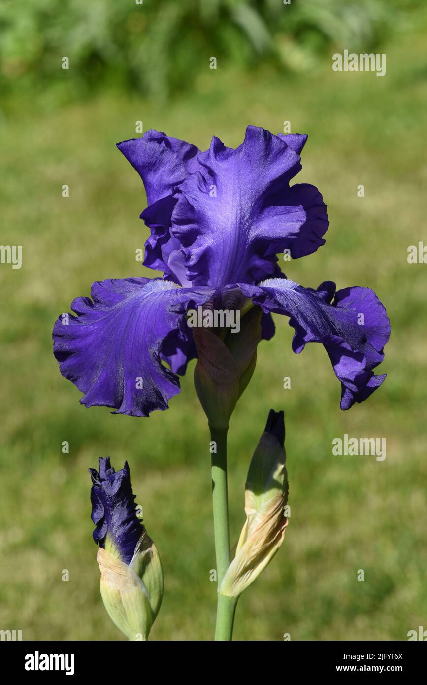 Iris, Die Schwertlilie ist eine wachsende wild Blume mit blauen Blueten. L'iride è un fiore selvatico con fiori blu. Foto Stock