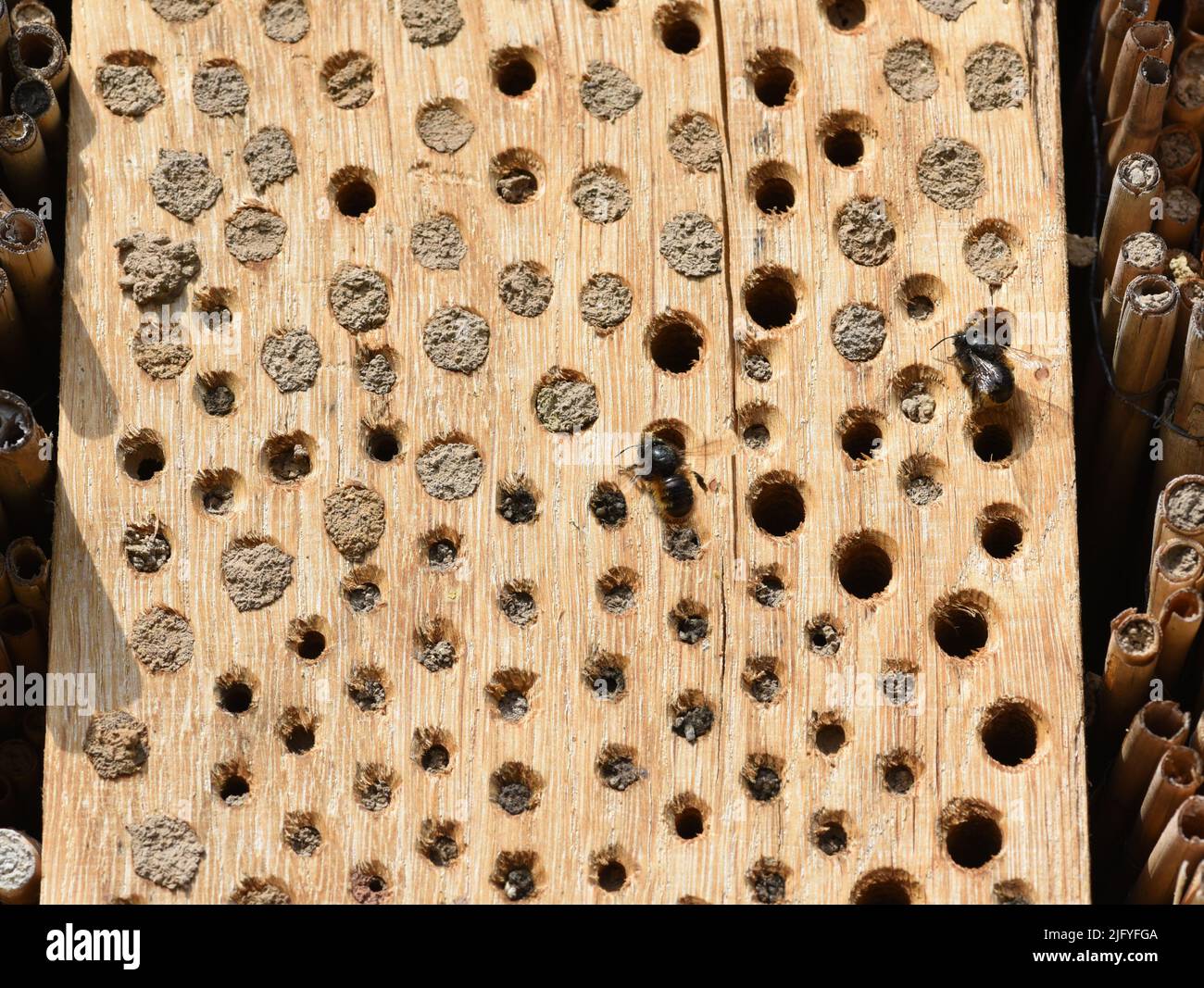 Insektenhotels dienen Insekten, vor allem Wildbienen, alls Unterschlupf und Brutstaette. Gli alberghi per insetti servono insetti, specialmente api selvatiche, come rifugio Foto Stock