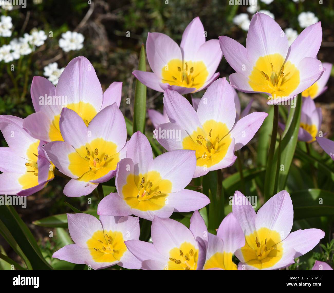 Tulpen sind sehr attraktive Fruehblueher. Sie ist eine Zwiebelpflanze mit vielen unterschiedlichen Farben. I tulipani sono fiorini molto attraenti. Foto Stock