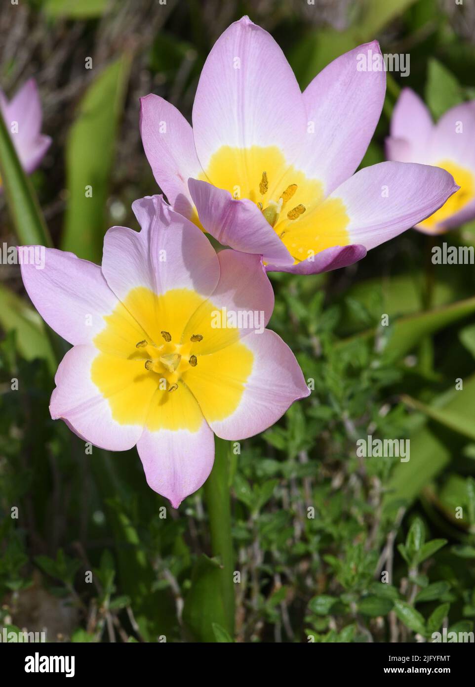 Tulpen sind sehr attraktive Fruehblueher. Sie ist eine Zwiebelpflanze mit vielen unterschiedlichen Farben. I tulipani sono fiorini molto attraenti. Foto Stock