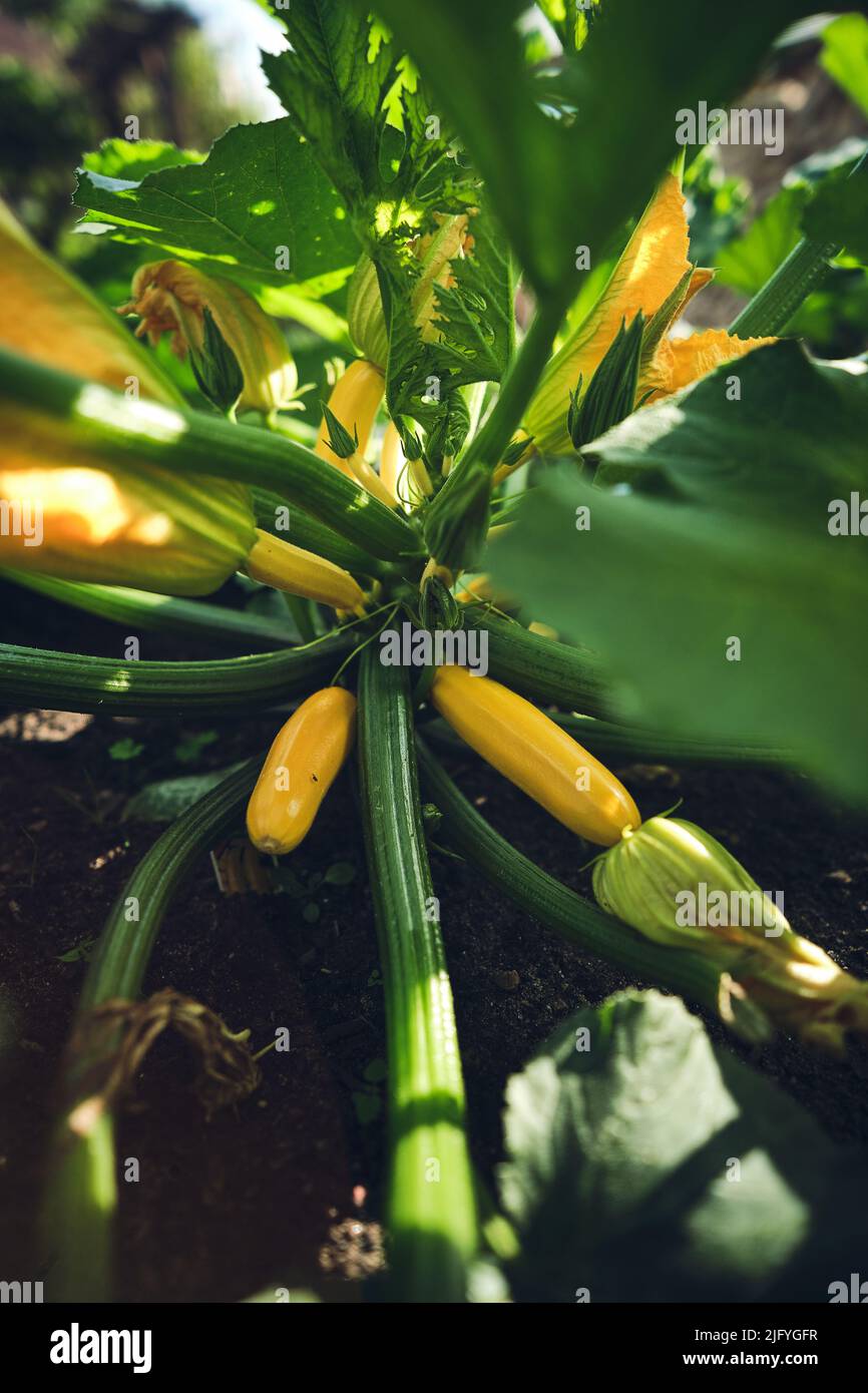 Zucchine gialle che crescono su piante. Foto di alta qualità Foto Stock