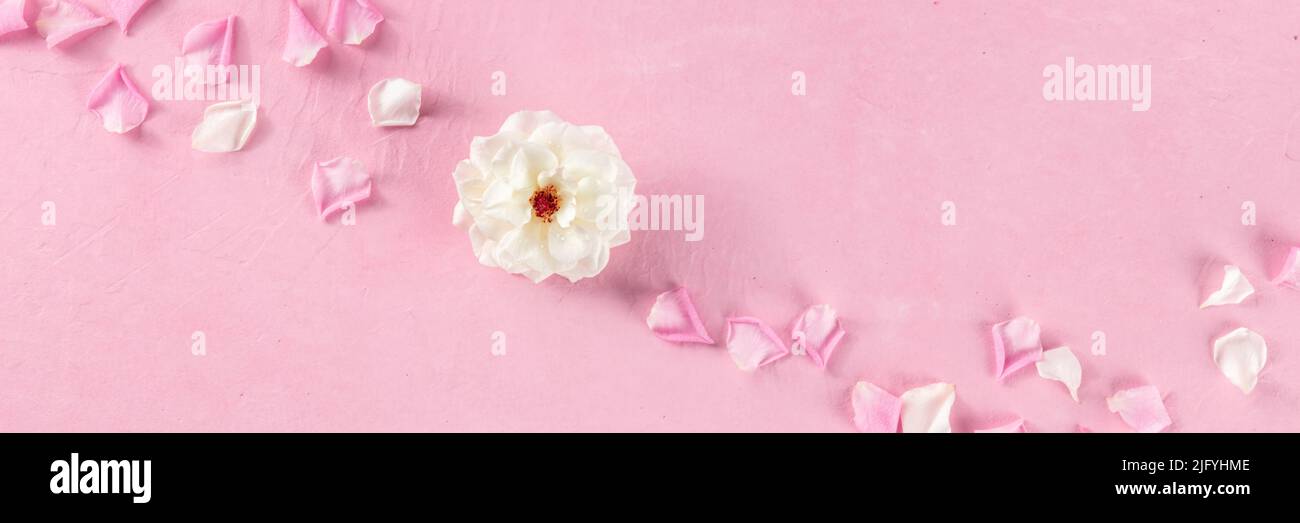 Panorama floreale con rosa bianca e petali su sfondo rosa, banner panoramico con fiori freschi, modello di invito al matrimonio Foto Stock