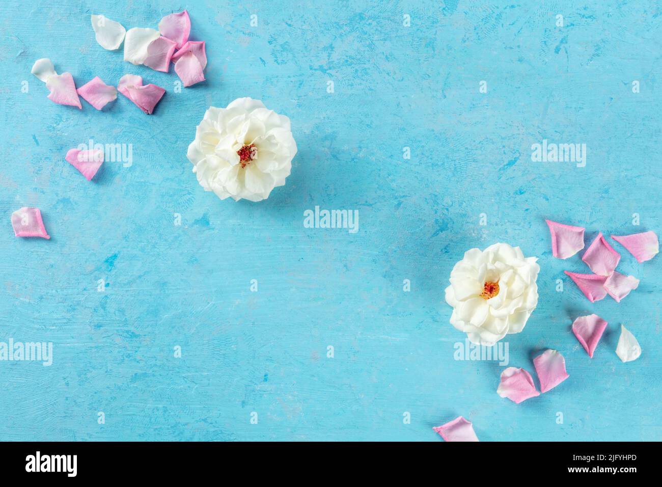 Sfondo floreale con rose bianche e petali di fiori, overhead piatto scatto su blu con un posto per il testo, modello di design invito Foto Stock