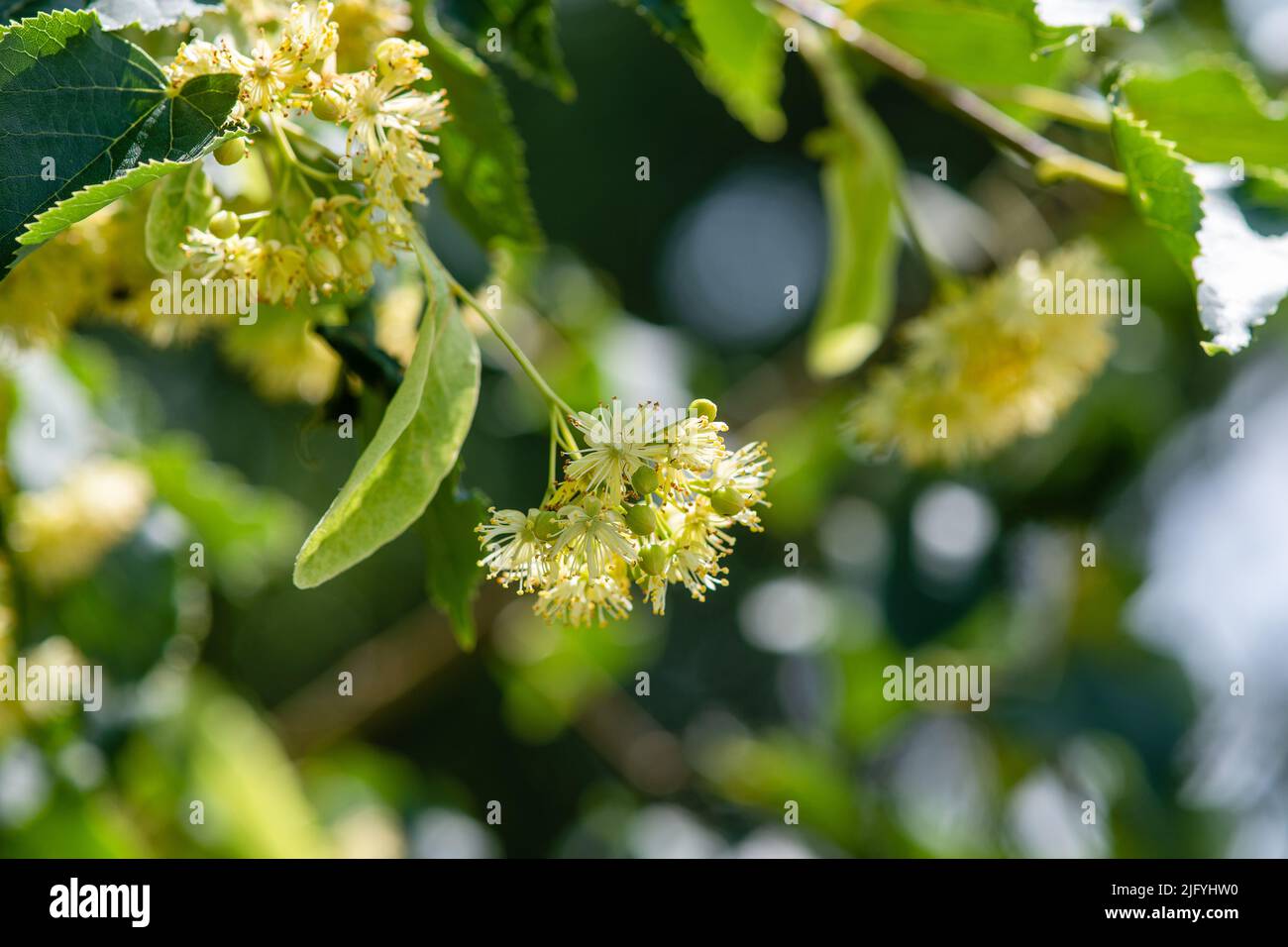 Immagine ravvicinata di fiori di albero di Linden su un ramo Foto Stock