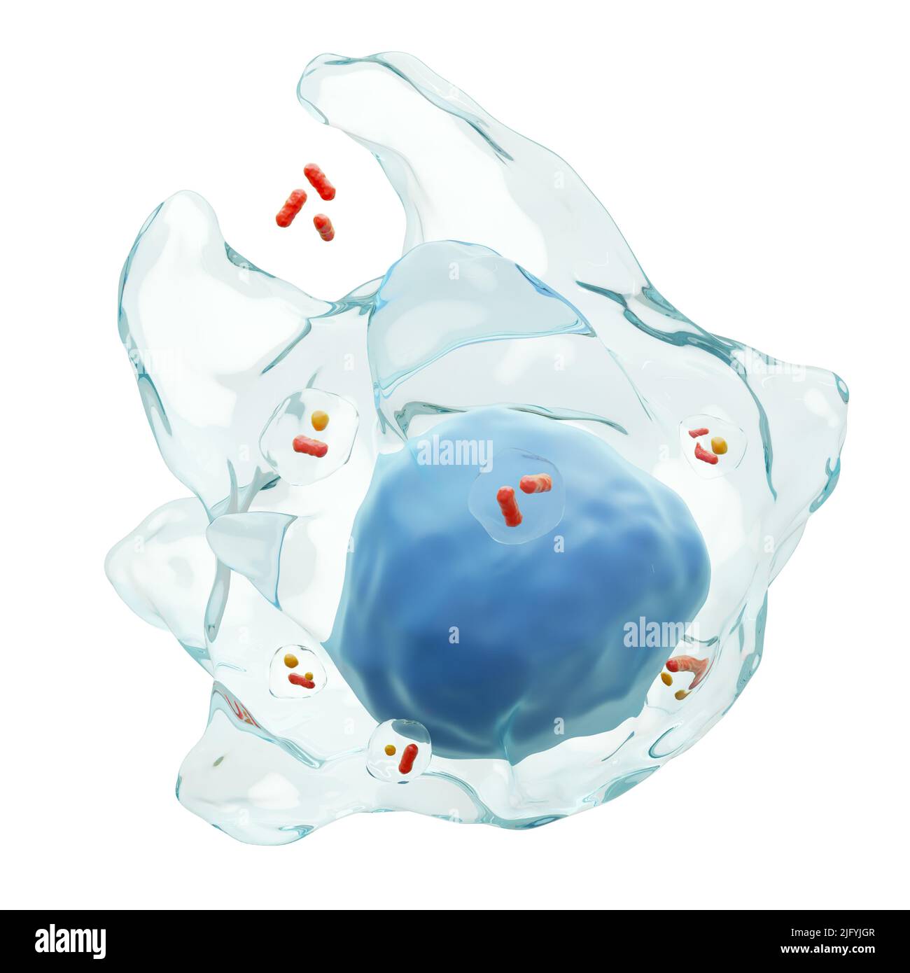 Il macrofago inghiottire i batteri ( fagocitosi ). Globuli bianchi con membrana trasparente e molti batteri in vacuoli . Isolato bianco ba Foto Stock