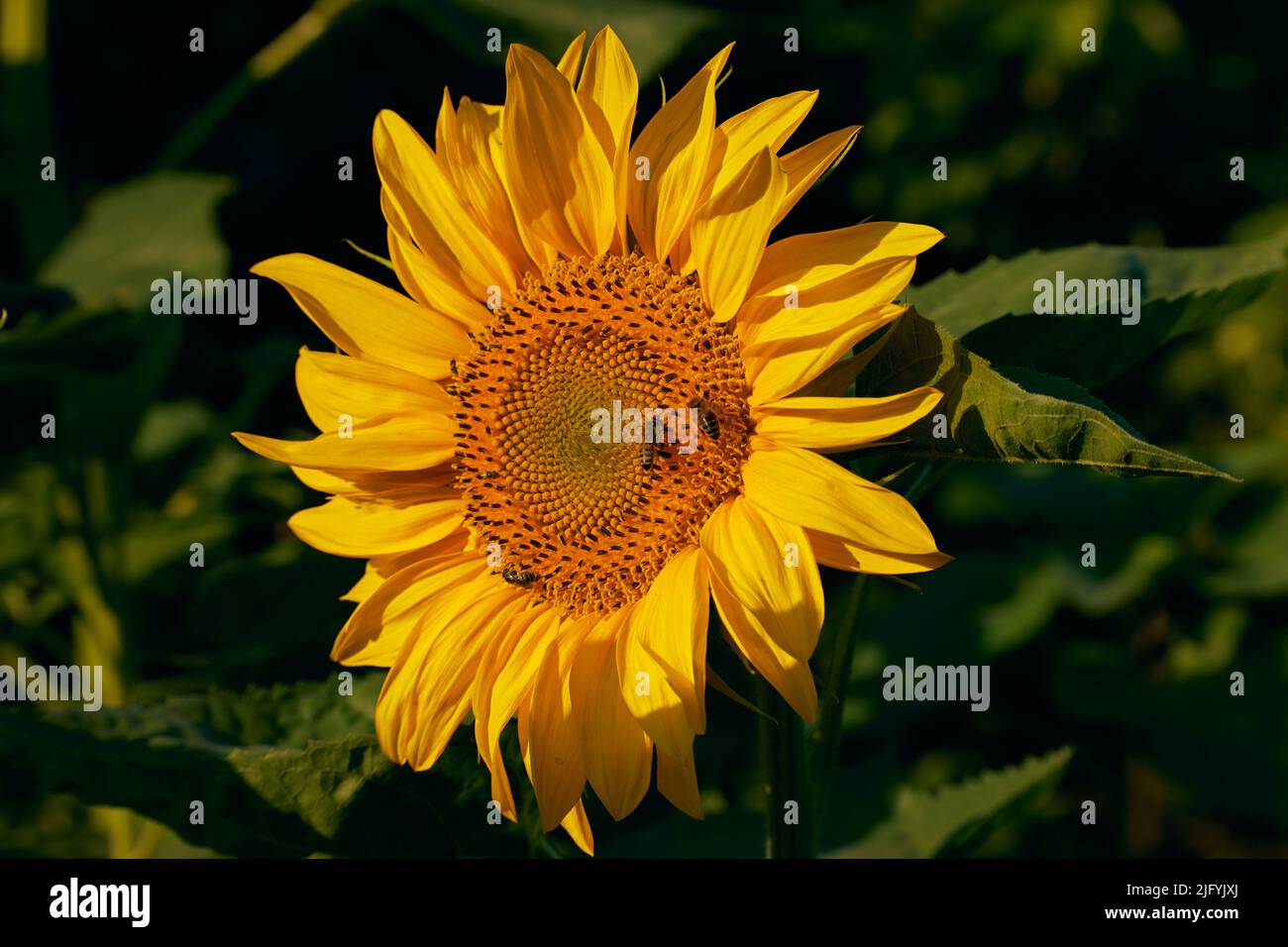 Fiore di girasole con api che raccolgono il miele di mattina presto Foto Stock