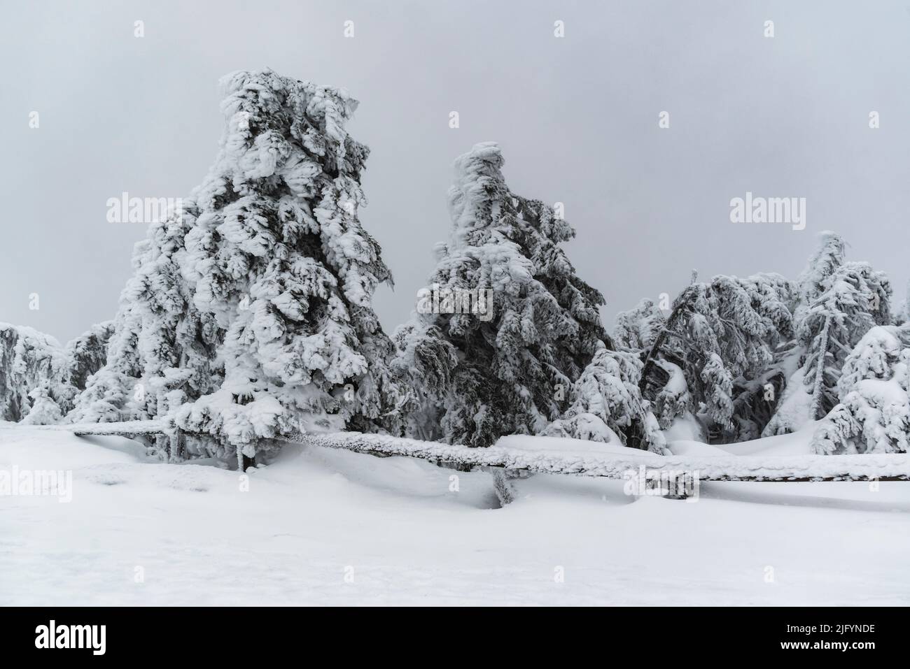 Bizzarri alberi ghiacciati nel paesaggio innevato sulla cima del monte Brocken in una giornata invernale, parco nazionale Harz, Germania Foto Stock