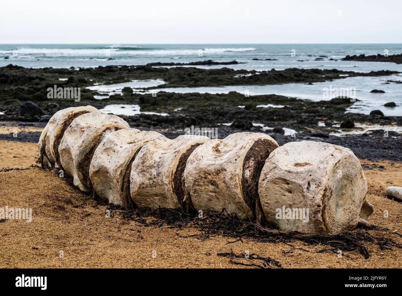 Resti di una balena arenata sulla spiaggia, sulla costa di Ytri Tunga, Snæfellsnes, Islanda Foto Stock